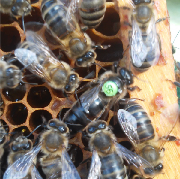 Braunelle Wirtschaftskönigin